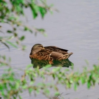 Wasservogel