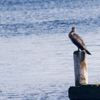 Kormoran am Veerse Meer
