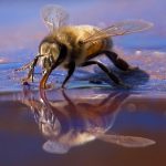 Bienchen Spiegelung von Axel Voss