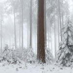 Schnee im Wald von Johanna Schulwitz