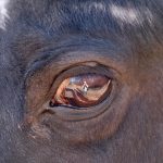 Der Fotograf im Auge der Spiegelung