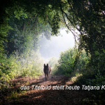 Licht und Scahtten von Tatjana Kopp